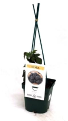 Planta natural Mora sin espinas, 30-35 cm. Rubus fruticosus. Arbusto que produce frutos dulces y oscuros, fácil de cosechar. Segura Garden.