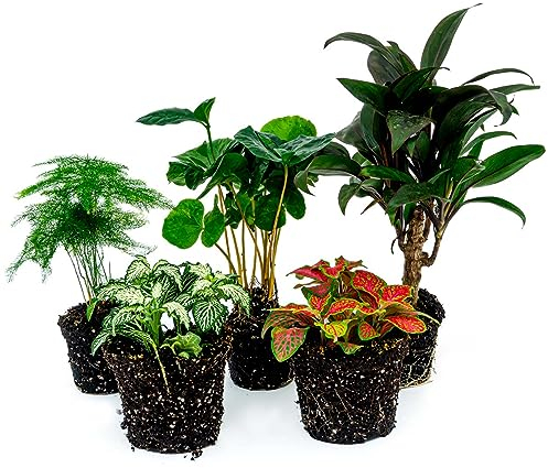 urbanjngl.com - Plant Terrarium Set - Coffea Arabica - 5 Plants - Coffea Arabica - Palm - Asparagus - Red & White Fittonia