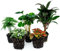 urbanjngl.com - Plant terrarium set - Coffea Arabica - 5 plants - Coffea Arabica - Palm - Asparagus - Red & White Fittonia