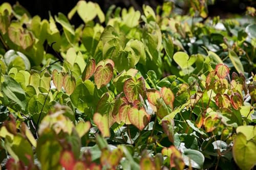 Epimedium x cultorum 'Amber Queen' 9x9 cm Topf – Winterhart, Mehrjährig, Pflegeleicht – Elfenblume – Bodendecker für Schatten & Unterpflanzung