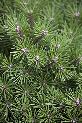 Pinus mugo 'Benjamin' 25-25 cm - Zwergkiefer, kompakter Wuchs, ideal für Steingärten und Kübel, winterhart, pflegeleicht