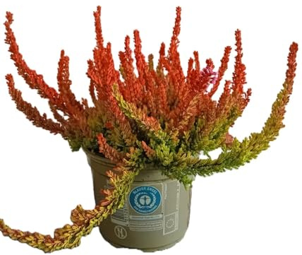 5 Stck. Knospenheide Calluna vulgaris Gardengirls Zoe 15-20 cm immergrün