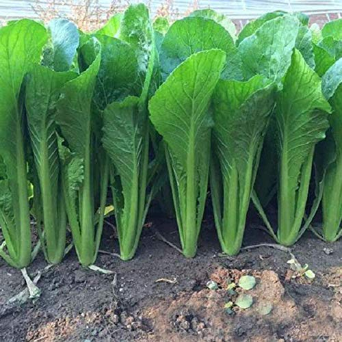 3000pcs Graines De Chou Chinois Plante De Légumes De Jardin De Nutrition Graines de Pak Choi