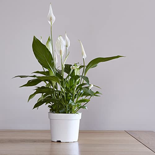Peace Lily Plants Air Purifying and Filtering Grow Your Own Indoor House Plants, Compact & Bushy with White Flowers, Spathiphyllum Torelli ‘Air So Pure’ 2 x 9cm Potted Plants by Thompson & Morgan