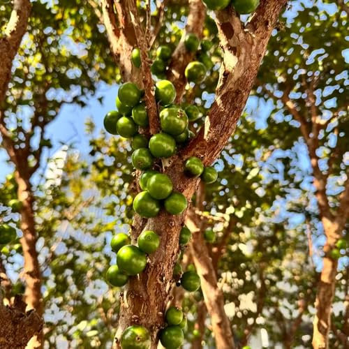 semi di pianta jabuticaba, bonsai jabuticaba decorazione dell'albero frutta biologici piante in vaso resistenti all'esterno del soggiorno 200pcs