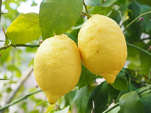 Direct Plants Large Citrus Lemon Fruit Tree 2-3ft Tall in a 3 Litre Pot