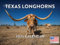 Texas Longhorn Kalender 2025 Rinder Monatlicher Wandkalender 12 Monate | Hergestellt in den USA