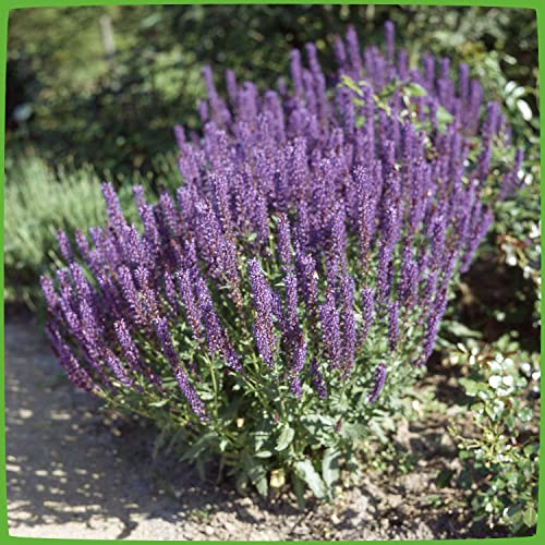 3 x Garten-Salbei 'Ostfriesland' Salvia nemorosa - 3 Pflanze je im 3 Liter Topf blauviolett