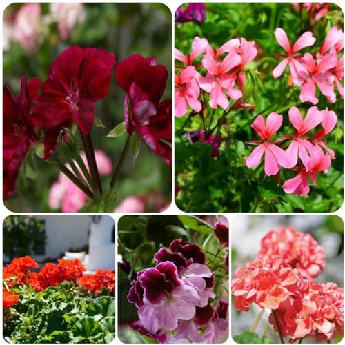 15 pcs geranien samen mehrjährig - zimmerpflanzen wenig lichtbedarf geranie,Pelargonium hortorum, balkonpflanzen winterhart mehrjährig exotische zimmerpflanzen bienenfreundliche