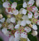 Hochstamm Apfelbeere Hugin 60-80cm - Aronia melanocarpa