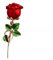 Rote Rose Blume Brosche, Nadel-Stil Tropfendes Öl Brosche, Perfekter Schmuck für klassische Party Tänze, Hochzeit Bankette, Elegante Frauen Mädchen, Anstecknadel für formale Kleidung, Blumenstrauß, Ze