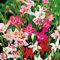 COOTO Garden Garten blumen Mix 5x Zwerg Gladiolenzwiebeln Blumenzwiebeln mehrjährig Gladiolus Nanus