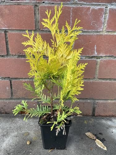 White Cedar 'Sunkist' Golden Conifer Tree - Thuja occidentalis | 20cm+ Tall | 9cm Pot UK Grown