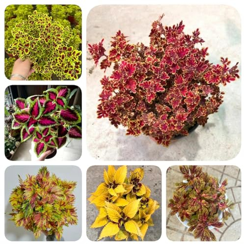 200 Pcs Buntnessel Samen - Blumenwiese Samen, Steingartenpflanzen Winterhart Coleus Buntnessel Pflanze Im Topf Samen, Gartendeko Für Draußen, Balkonpflanzen Wildblumen Balkonblumen,