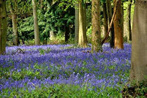 Glockenblumen Foto Eine Fotografische Druck der Bluebell Woods Basildon Park Berkshire England UK Landschaft Foto Farbe Bild Art Print oder Poster 22,9 x 15,2 cm