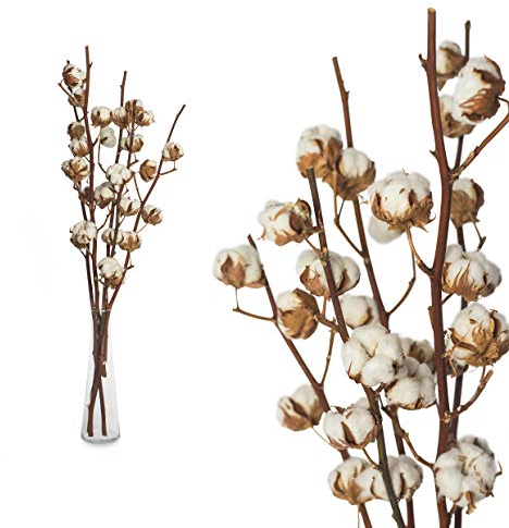 Interflowers GmbH - Echte Trockenblumen - Baumwolle - 5 Zweige - 45 bis 55cm - 5 bis 7 Blüten - Dekoration, Geschenk