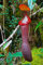 Nepenthes Edwardsiana ~ Splendid Pitcher Plant seed ~ spettacolare Pianta carnivora ~ estremamente raro LIMITED 3 SEMI ~