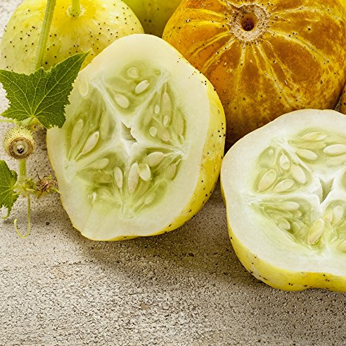 Lemon Gurke Samen - Gurken Platterbse