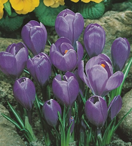 50 Großblumige Krokusse Grand Maitre Blumenzwiebeln Crocus