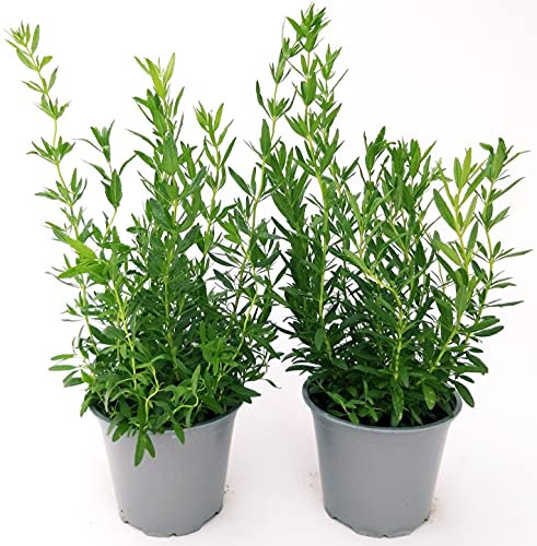 POWERS TO FLOWERS - HISSOPUS OFFICINALE, 2 PIANTE IN VASO 14CM, pianta vera