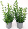 POWERS TO FLOWERS - HISSOPUS OFFICINALE, 2 PIANTE IN VASO 14CM, pianta vera