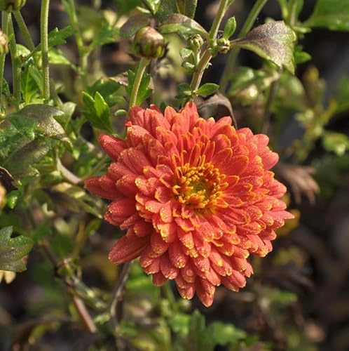 Winteraster Raubritter - Chrysanthemum hortorum - lebende Gartenpflanze aus den Baumschulen