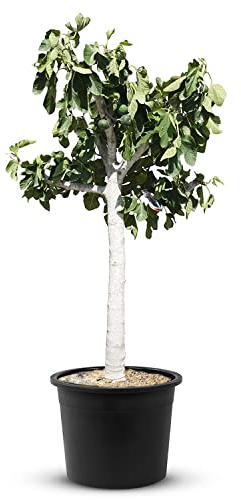 Tropictrees Figuier a planter | Hauteur de 170 cm | Une circonférence de 22 à 24 cm | Pour la fabrication de jus et comme ingrédient pour des plats | Arbre résistant au froid avec fruit comestible
