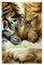 Tiger und Löwe Puzzles sind geeignet für Erwachsene und Jungen und Mädchen. 1000-teiliges Puzzle