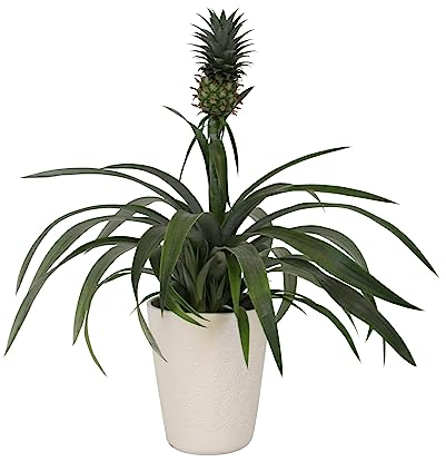 Dehner Ananaspflanze mit Übertopf, Ananas comosus, Zierfrucht nicht essbar, ca. 35 cm, Ø Topf 13 cm, Zimmerpflanze