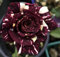 Abracadabra-Bush Rose Plant in A 3Lt Pot- Hybrid Tea Bush Rose -Red/Yellow Striped Blooms