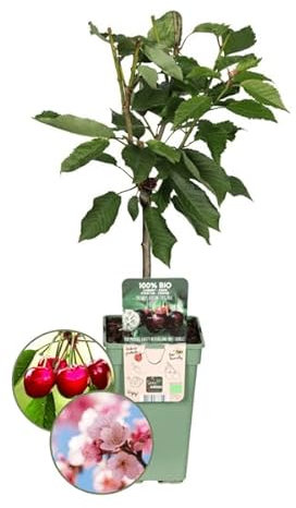 Bio Kirschbaum - Prunus Avium - Ø20cm - 60cm