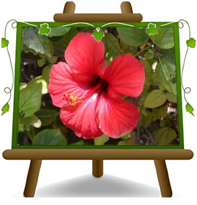EURO PLANTS VIVAI Hibiscus Tahiti Rossa plante ornementale sur pot de 14 cm. * Hauteur 20 cm