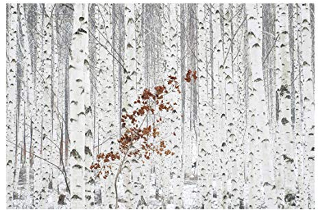 Bilderwelten Wald Fototapete 3D inkl. Kleister 384x255cm - Vliestapete Made in Germany - Tapete Wald Schlafzimmer - Birken Waldtapete Natur - XXL Wandtapete Wald Wohnzimmer Flur T_1157