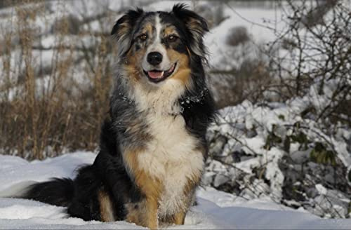 hansepuzzle 29850 - Australian Shepherd Puzzle 500 Teile - Tierwelt-Puzzle mit hochwertiger Aufbewahrung: Kartonbox und wiederverschließbarem Beutel - Puzzle-Maße: 46 x 30 cm