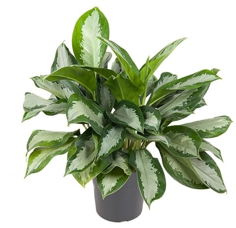 Aglaonema 'Silver Bay' - Kolbenfaden XXL Topf Ø 24 cm Höhe:60 cm sehr große Zimmerpflanze