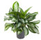 Aglaonema 'Silver Bay' - Kolbenfaden XXL Topf Ø 24 cm Höhe:60 cm sehr große Zimmerpflanze