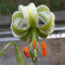 Lilien pflanzen,Lilium zwiebeln,Seltene Lilienzwiebeln winterharte Stauden, aromatische Pflanzen, Terrasse, Balkon, Garten-2zwiebeln-E
