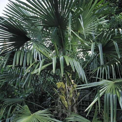 Trachycarpus Fortunei Hardy Windmill Palm Stunning Tropical Foliage Ideal for Garden or Patio Easy Care Cold-Hardy 1X 10 Litre Pot by Thompson and Morgan
