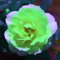 Rosen pflanzen winterhart - Rosenknollen – Kletterrosen in bunten Farben, ideal für Gärten und Zierpflanzen, robust und langlebig-2Pflanze-B