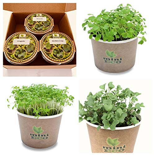 MiniEco Los Microgreens Semillas Para Brotes Berro de Jardín Brócoli y Rúcula. Kit de Cultivo de Hierbas - Regalo. Cultive sus Hierbas Frescas en el Alféizar