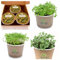 MiniEco Los Microgreens Semillas Para Brotes Berro de Jardín Brócoli y Rúcula. Kit de Cultivo de Hierbas - Regalo. Cultive sus Hierbas Frescas en el Alféizar