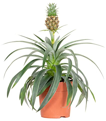 Bloomique - Ananas Comosus - Ananas Pflanze - Bromelien - Zimmerpflanzen - Luftreinigend - Höhe 30-40 cm - Topf 12 cm