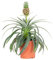 Bloomique - Ananas Comosus - Ananas Pflanze - Bromelien - Zimmerpflanzen - Luftreinigend - Höhe 30-40 cm - Topf 12 cm