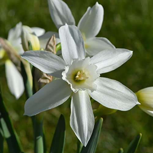 Blumenzwiebeln Narzissenzwiebeln Triandrus Narzissen Thalia (25 Zwiebeln)