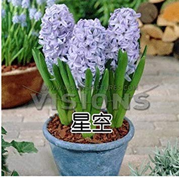 Orange Hyacinthus Orientalis Seeds Hyazinthe Topf Bonsai Balkon Blumensamen DIY Hausgarten 100 Partikel/Los