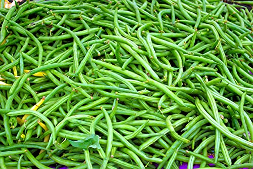 Lot de 50 Graines d'Haricot Nain Rugally - Variété Droite et Charnue - Résistant à la chaleur - 100% Naturelle - Qualité Gustative et nutritionnelles - Garantie Germination - 100% Reproductibles