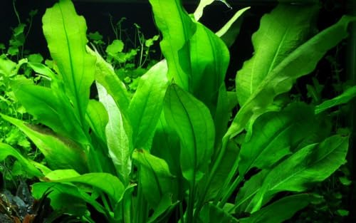 AquaOne Aquarium Pflanze Echinodorus bleheri I Wasserpflanze Aquariumpflanze Rosette voll durchwurzelt einfach pflegeleicht Aquascaping Dekoration