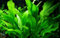 AquaOne Aquarium Pflanze Echinodorus bleheri I Wasserpflanze Aquariumpflanze Rosette voll durchwurzelt einfach pflegeleicht Aquascaping Dekoration