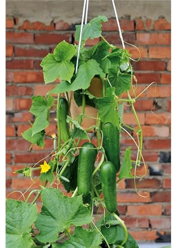 Snackgurkenpflanze MiniStars F1 Premium Gurke robust & ertragreich 1x 12cm Topf (3)