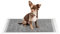 lionto Kohlefaser Welpenunterlagen, 6-lagige Trainingspads für Hunde mit Klebestreifen, 60x90 cm, 50 STK., auslaufsicher & robust, hohe Saugfähigkeit für kranke & inkontinente Tiere, schwarz/weiß